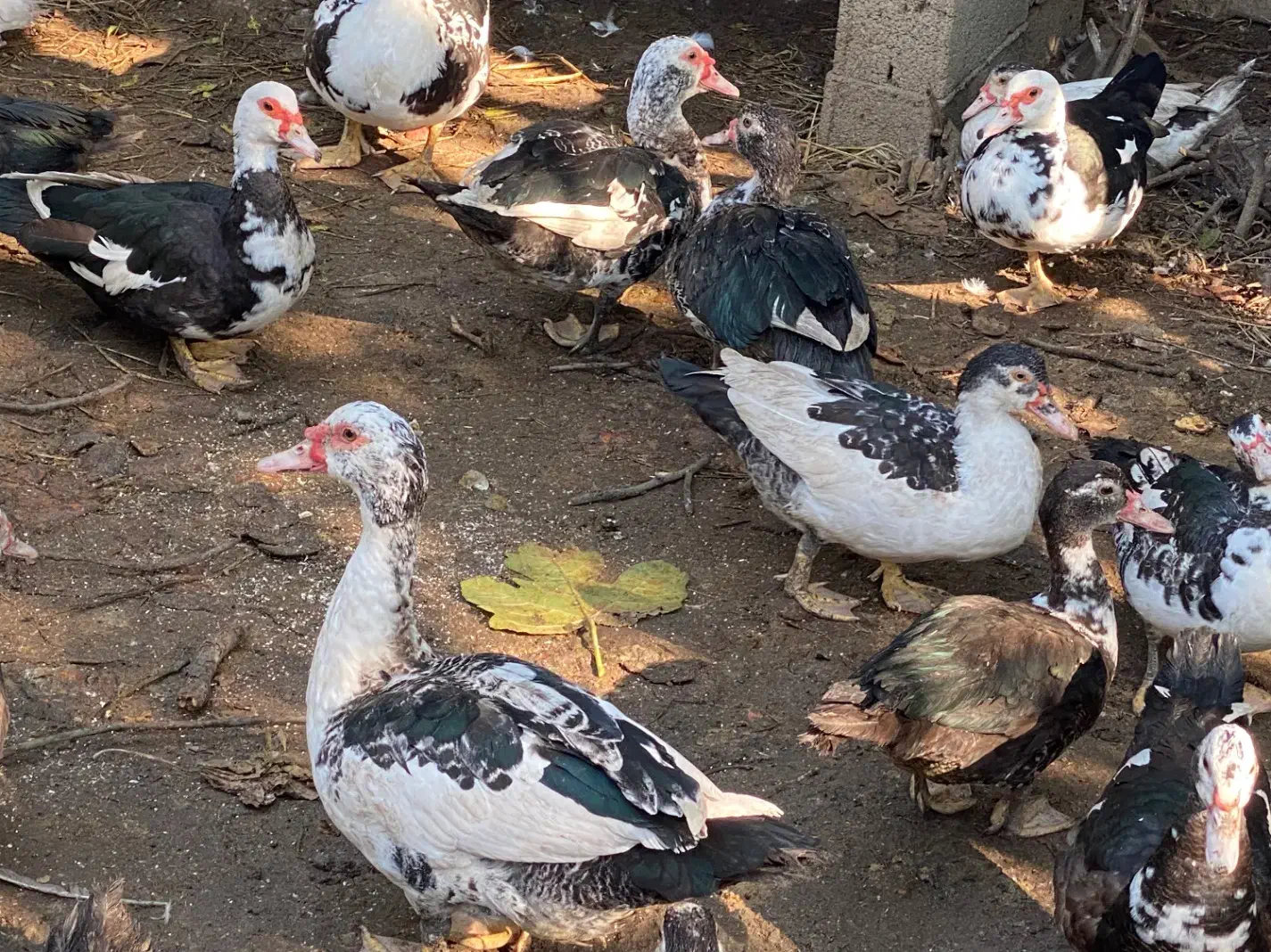 اردک اسراییلی|حیوانات مزرعه|ساری, |دیوار