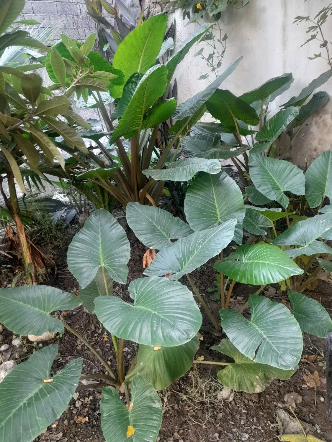 گل طبیعی بابا آدم|گل و گیاه طبیعی|آمل, |دیوار