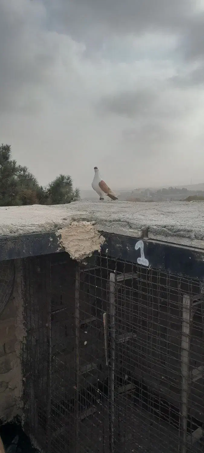 کبوتر بوم|پرنده|شاندیز, |دیوار