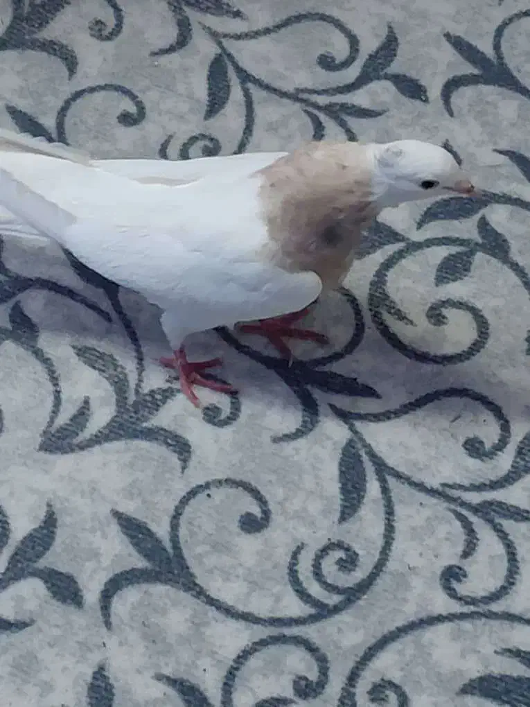 کفتر طوقی اجری|پرنده|خور (فارس), |دیوار