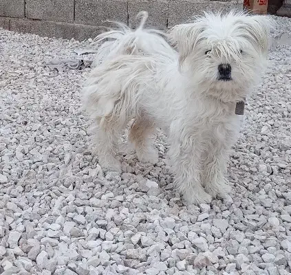 سگ پشمالو|سگ|اسلامآباد غرب, |دیوار