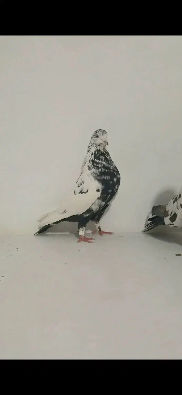 شاه کفتر|حیوانات|نهاوند, |دیوار