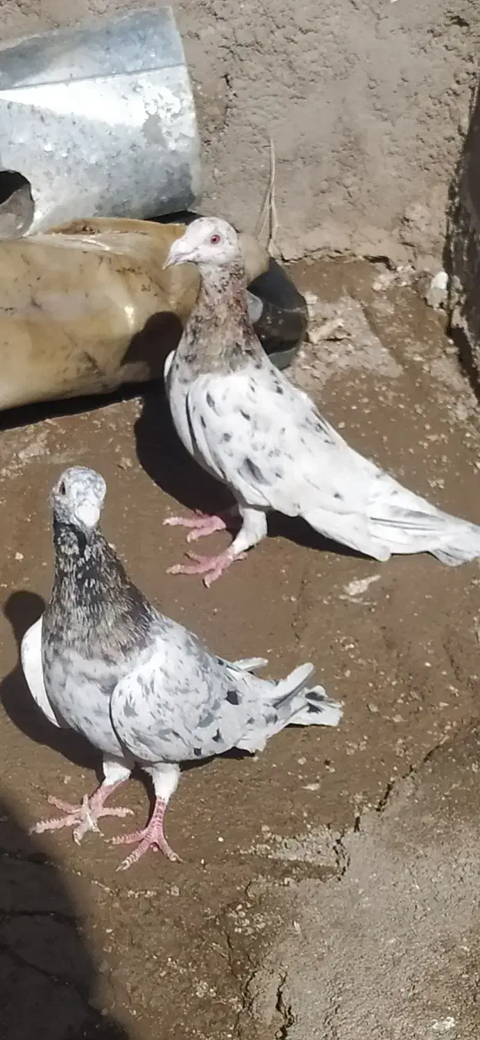 کفتر هفرنگ آس|پرنده|ضیاء آباد, |دیوار