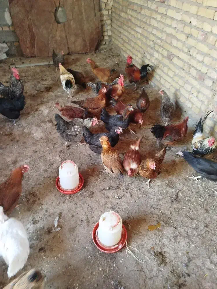 مرغ خروس جوان تاز به تخم اومدن|حیوانات مزرعه|کاشمر, |دیوار