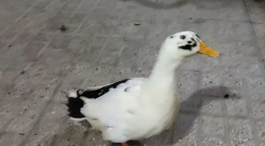 اردک|پرنده|مشهد, فدک|دیوار