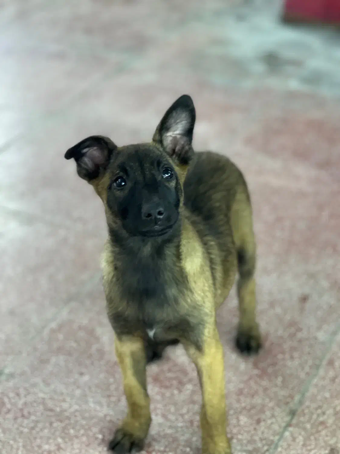 واگذاری سگ‌ مالینویز|سگ|پره‌سر, |دیوار