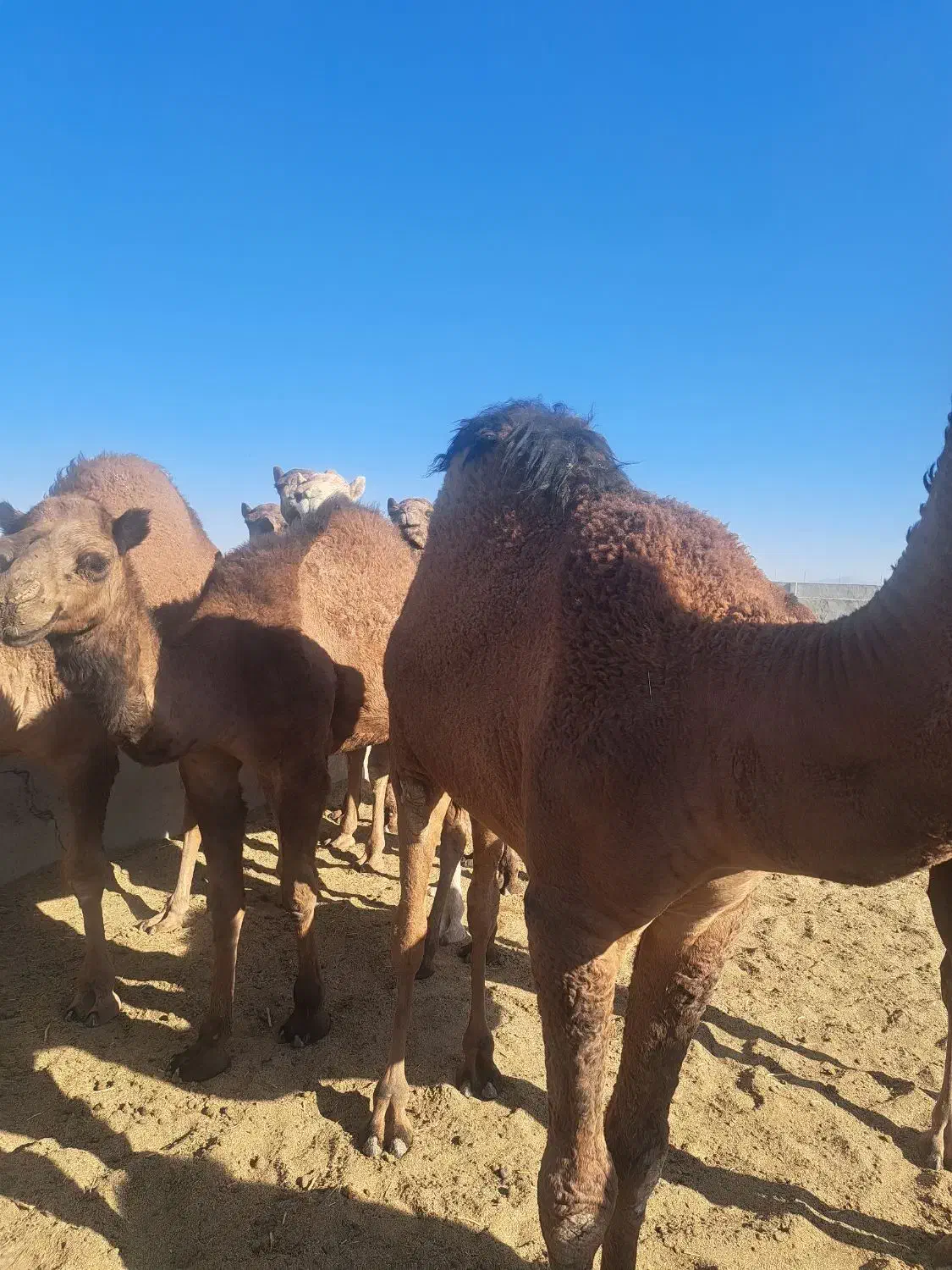 شتر هاشی بلوون دورگه چاق بدون شکم|حیوانات مزرعه|بافق, |دیوار