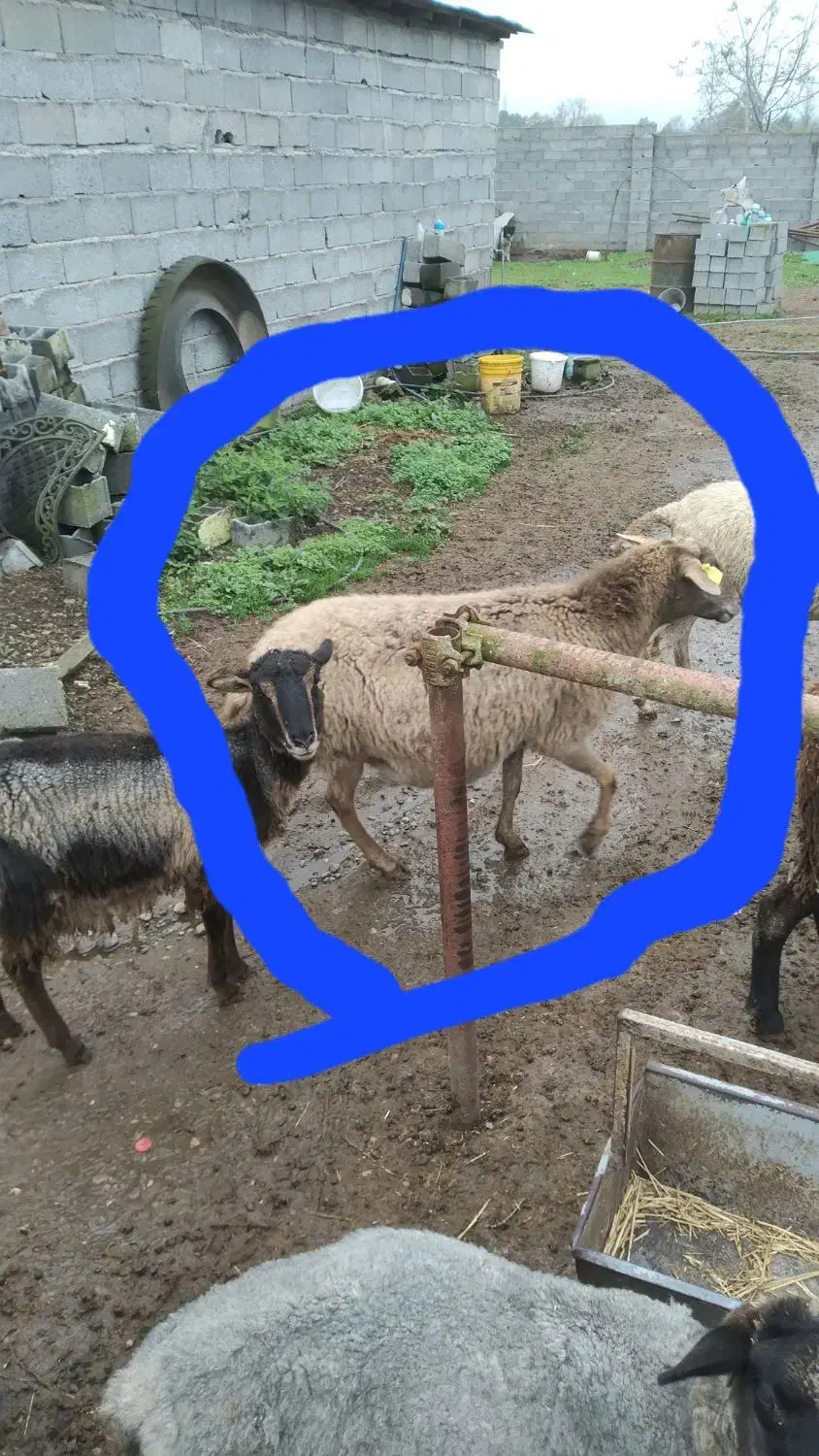 گوسفند رومانوف  حامله از نر رومن|حیوانات مزرعه|لاهیجان, بازکیاگوراب|دیوار