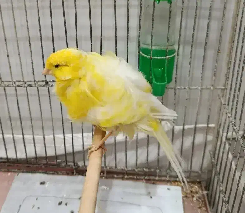 قناری.سره.طوطی.عروس|پرنده|ری, شهرری|دیوار