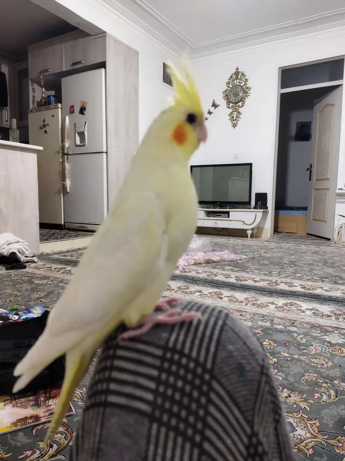 عروس هلندی|پرنده|باغستان, |دیوار