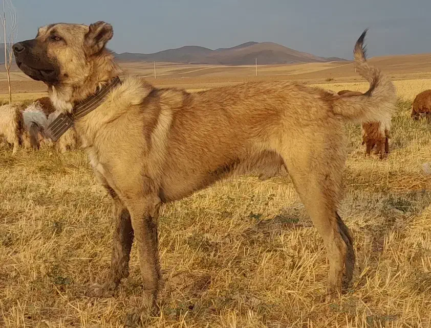 سگ سرابی جوان مناسب گله و نگهبانی|سگ|تبریز, |دیوار