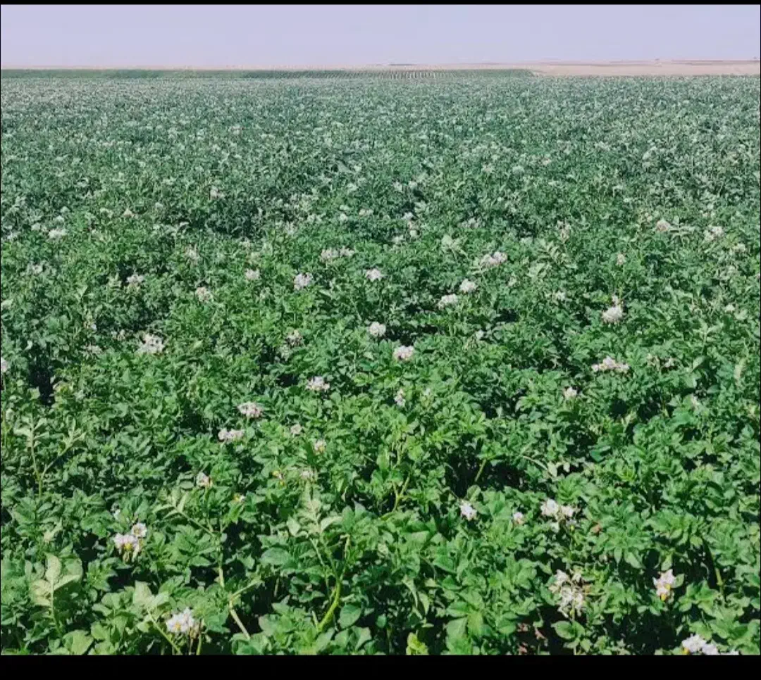 سیب زمینی ساگیتا402وارداتی|خدمات باغبانی و درختکاری|زنده رود, |دیوار