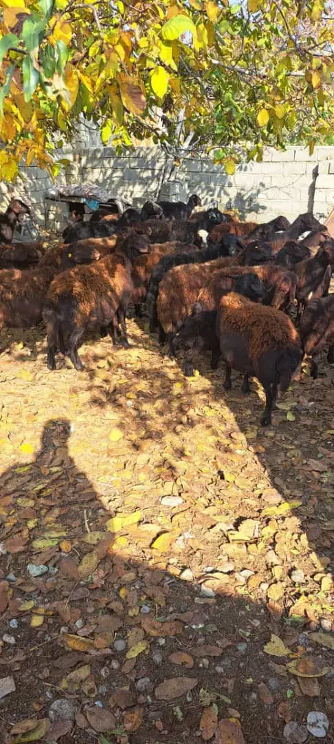 میش زاییده وابستن|حیوانات مزرعه|شاهین دژ, |دیوار