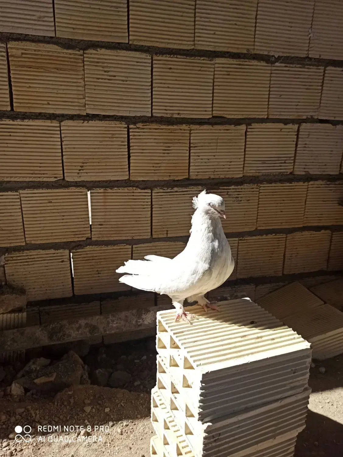 دو جفت کبوتر درشت و کشیده هوایی|پرنده|الیگودرز, |دیوار