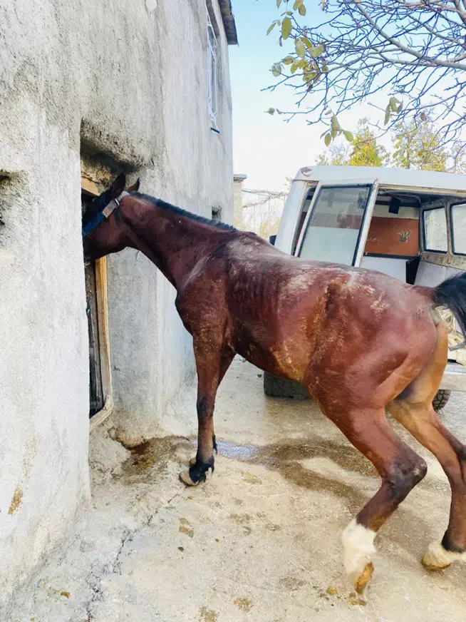 اسب فروشی|اسب و تجهیزات اسبسواری|بانه, |دیوار