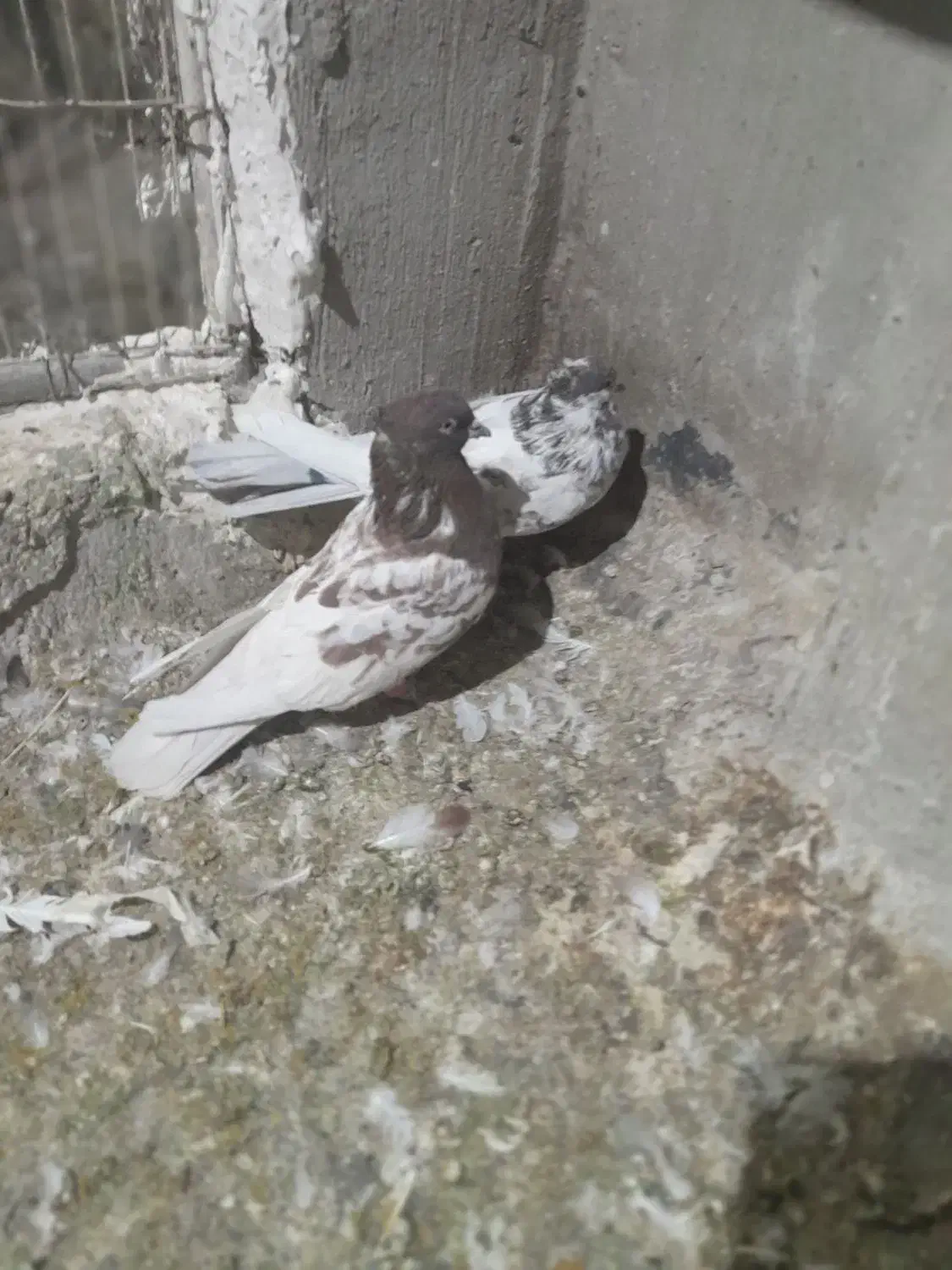 باسلام فروش کبوتر کله سرخ۶۰۰تومان|پرنده|اصفهان, الهیه|دیوار