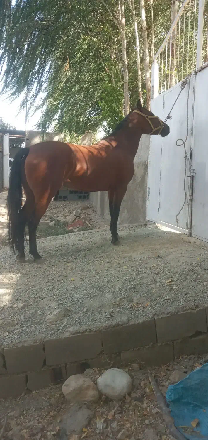 اسب مادیون جوان|اسب و تجهیزات اسبسواری|بروجرد, |دیوار