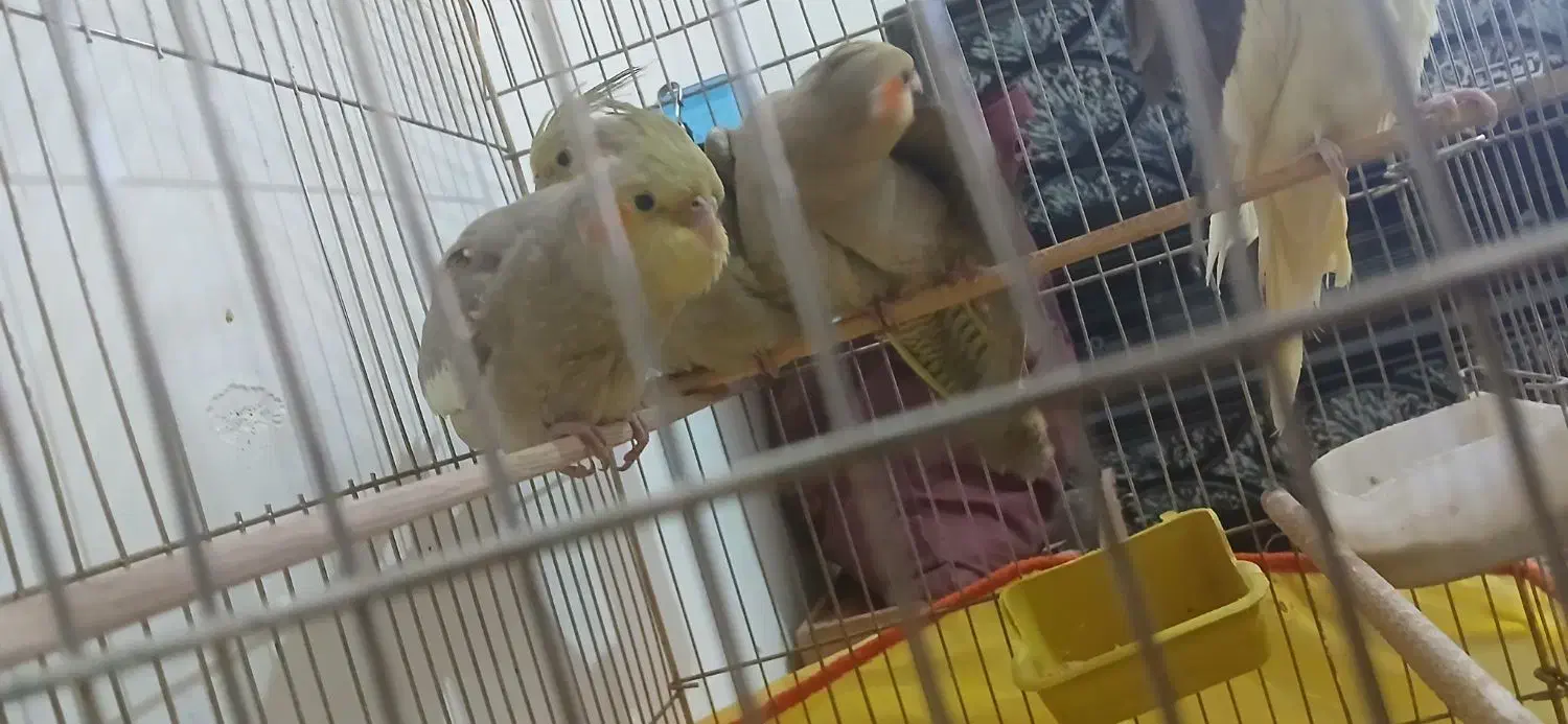 فروش سه عدد جوجه عروس هلندی دوماه|پرنده|سیرجان, |دیوار