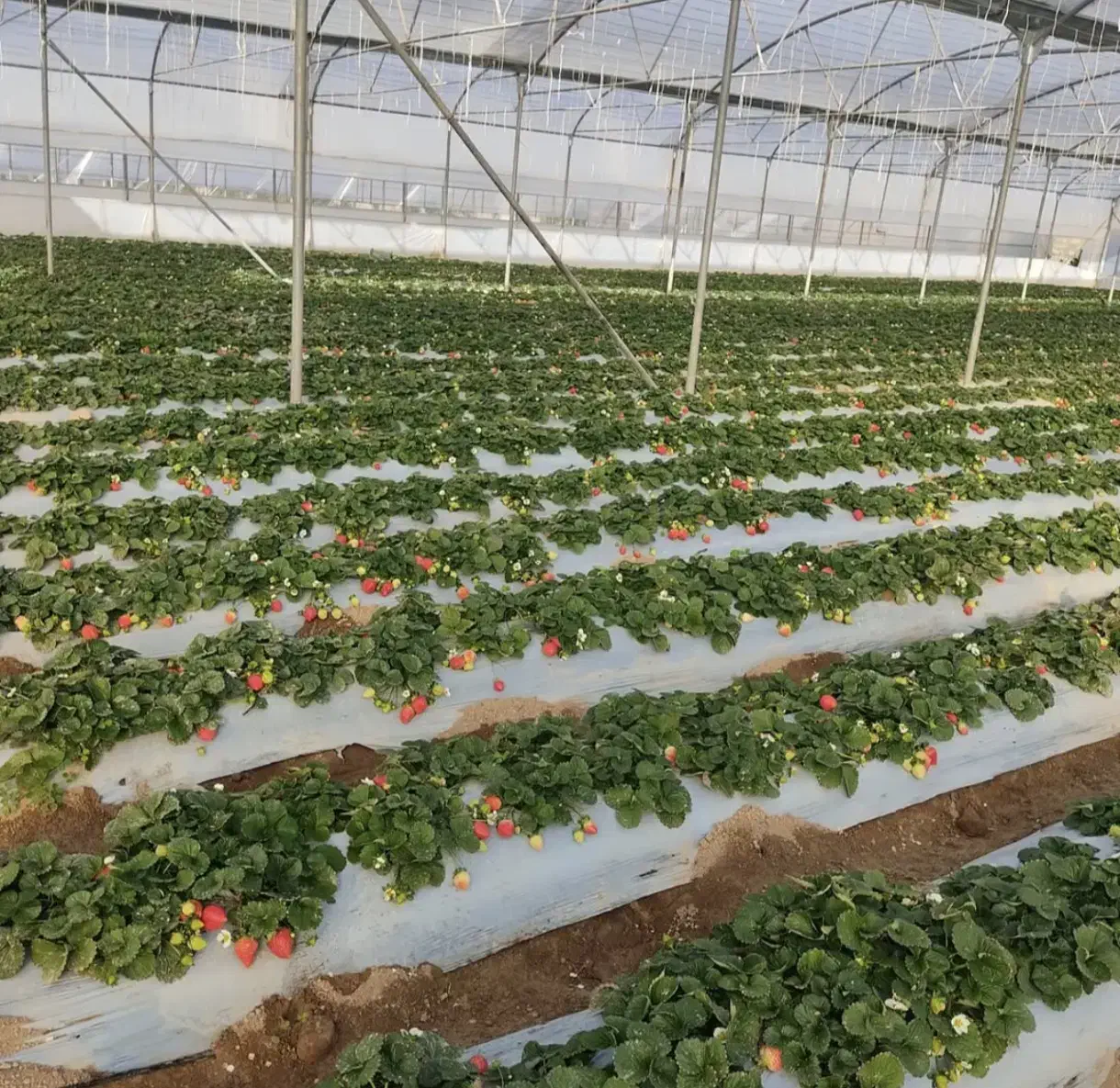 زیردرختی(مالچ)برای باغدارن و کشاورزان|خدمات باغبانی و درختکاری|یزد, |دیوار