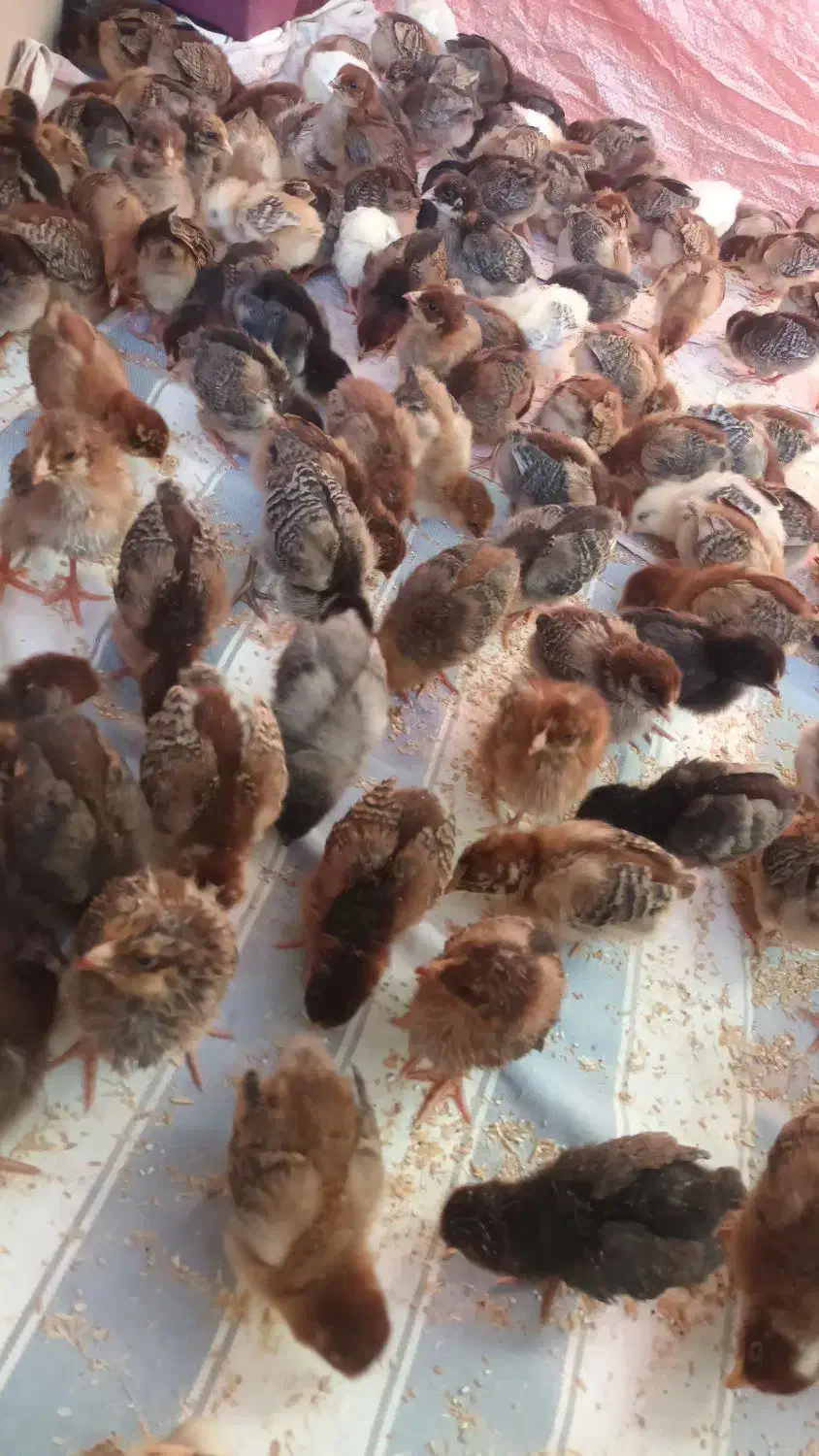 حراج جوجه فقط تا فردا|حیوانات مزرعه|دهدشت, |دیوار