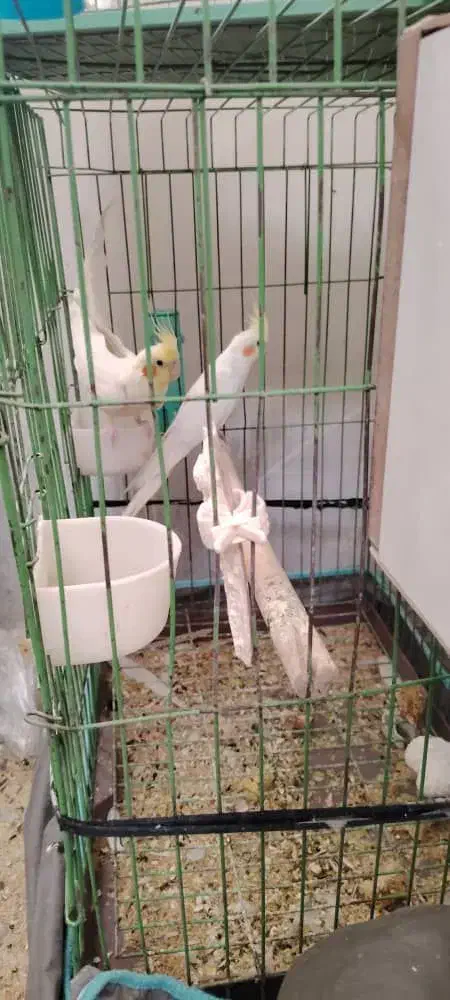 دو جفت عروس هلندی مولد|پرنده|کرمان, |دیوار