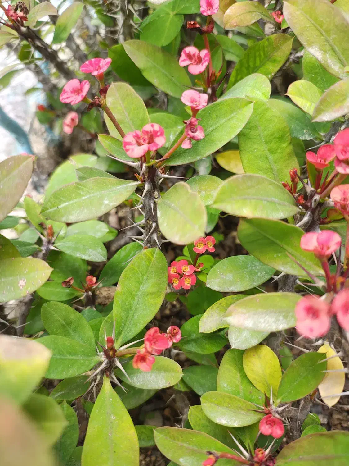 گل و گیاه مرجان گلدار فضای سبز|گل و گیاه طبیعی|تهران, هفده شهریور|دیوار