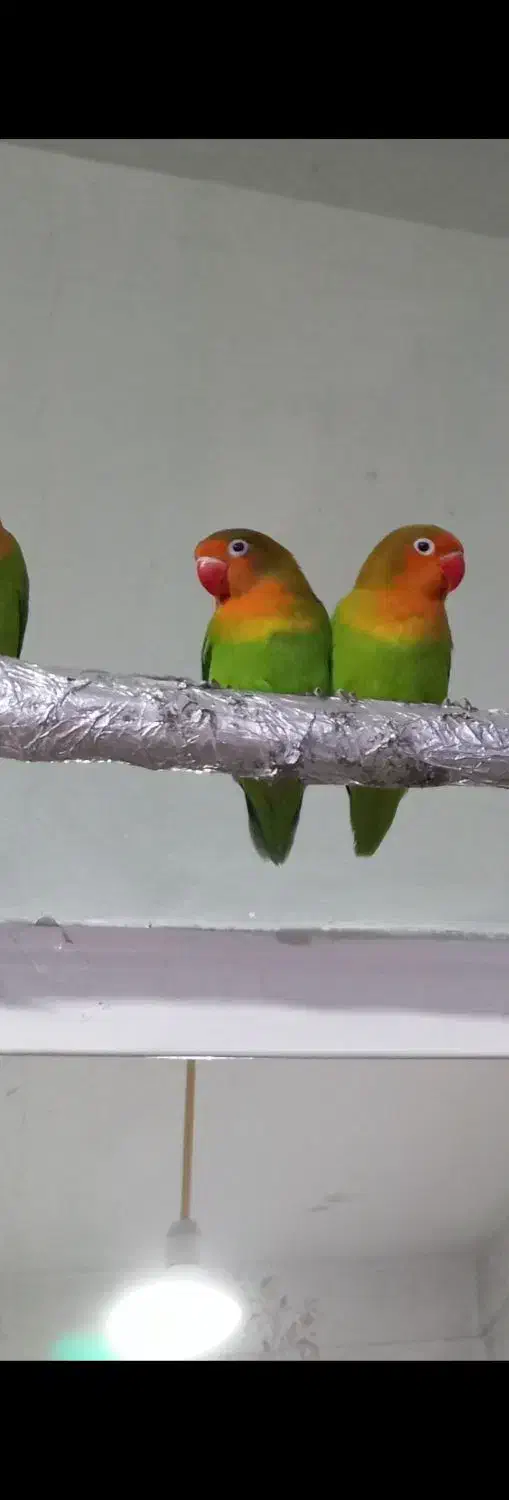 طوطی فیشر برزیلی|پرنده|شوشتر, |دیوار