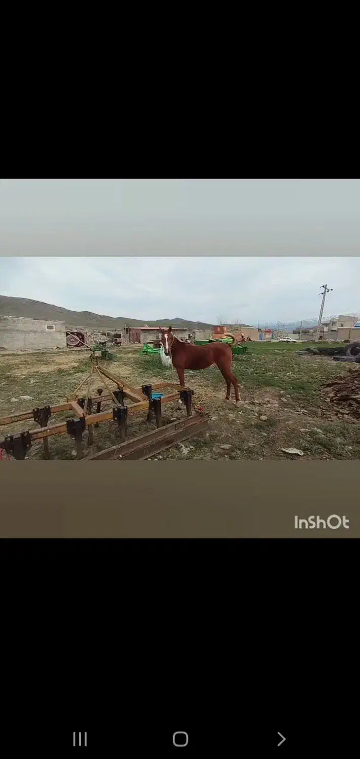 اسب دوساله نریان|اسب و تجهیزات اسبسواری|اهر, |دیوار