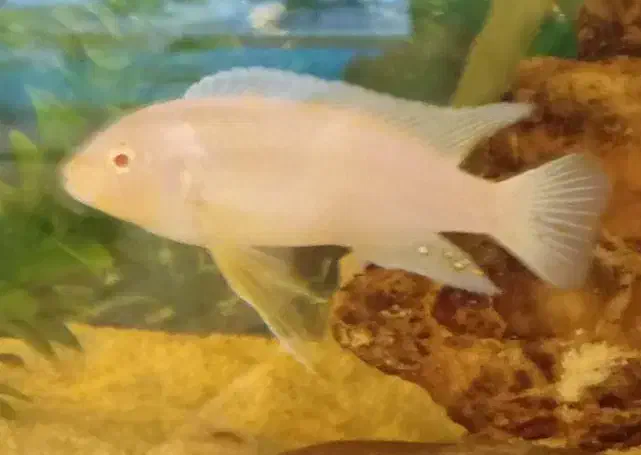 ماهی آکواریوم گوشت خوار|ماهی|زابل, |دیوار