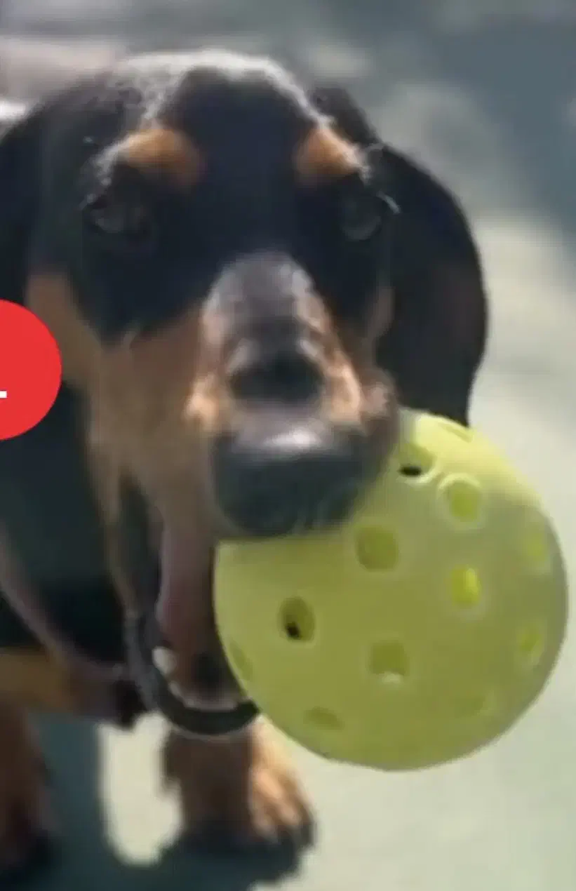 توپ بازی حیوان خانگی|لوازم جانبی حیوانات|تهران, مروارید شهر|دیوار