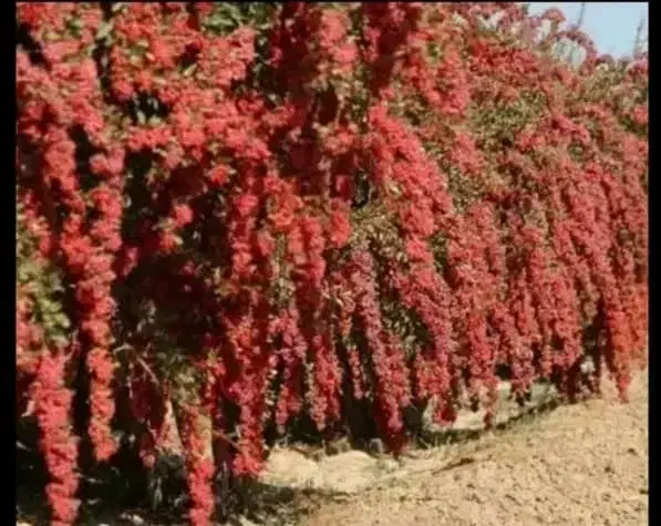 زرشک تازه قائنات|خوردنی و آشامیدنی|گرگان, |دیوار