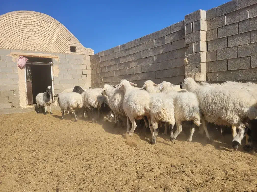 گوسفند میش بره|حیوانات مزرعه|مروست, |دیوار