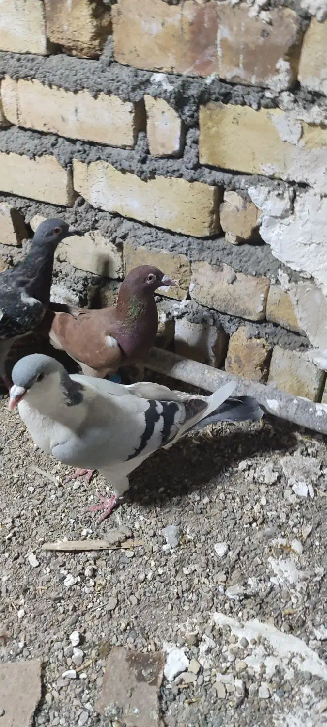 کبوتر پرشی|پرنده|تاکستان, |دیوار