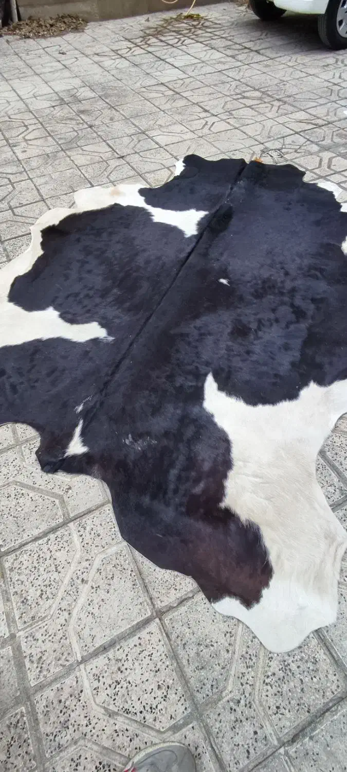 پ وست دباغی شده گاو|فرش|مشهد, هنرستان|دیوار