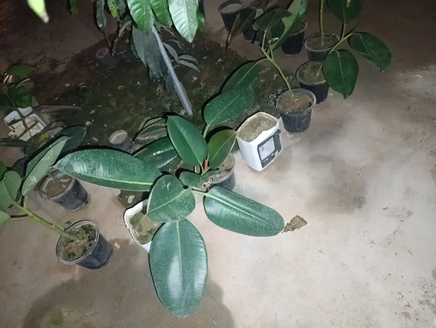 گل فیلتوس (فیلکوس)|گل و گیاه طبیعی|شهرکرد, |دیوار