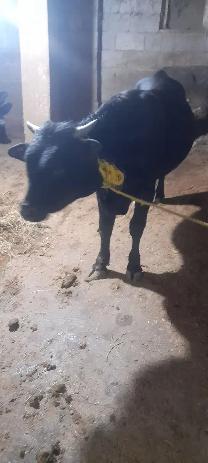 کل محلی گاو نر لیشه گاو|حیوانات مزرعه|رشت, خمیران زاهدان|دیوار