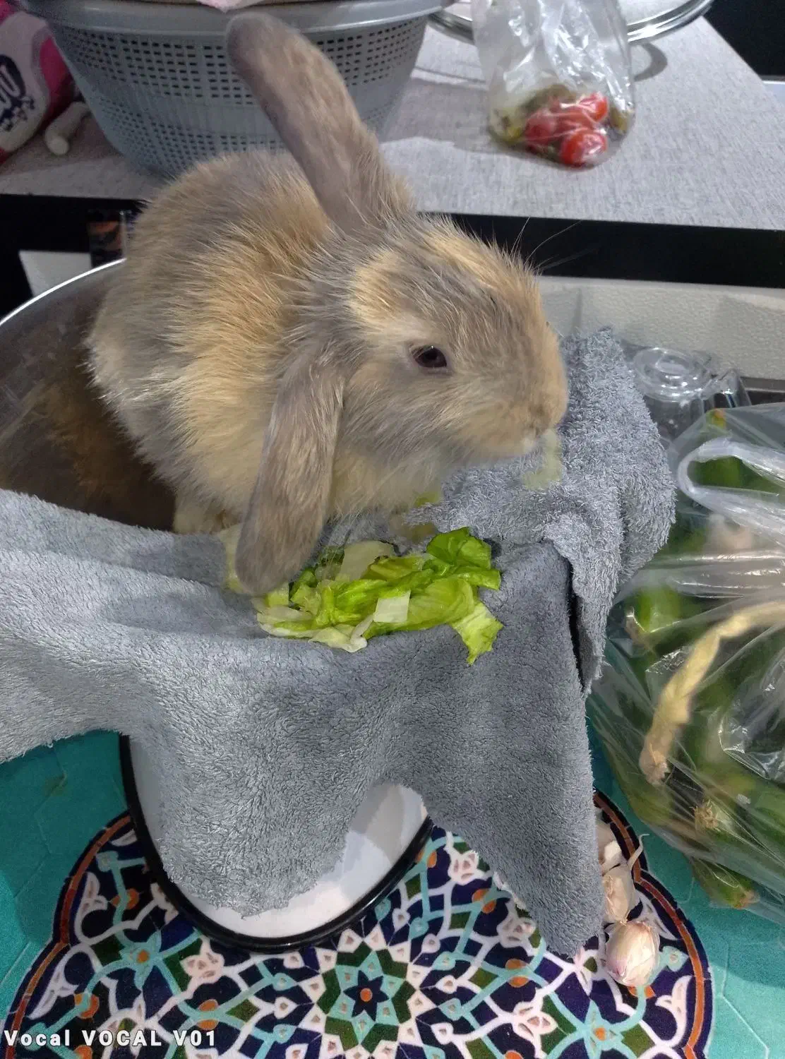 خرگوش گوش گوش بلند|موش و خرگوش|تهران, سبلان (لشگر)|دیوار