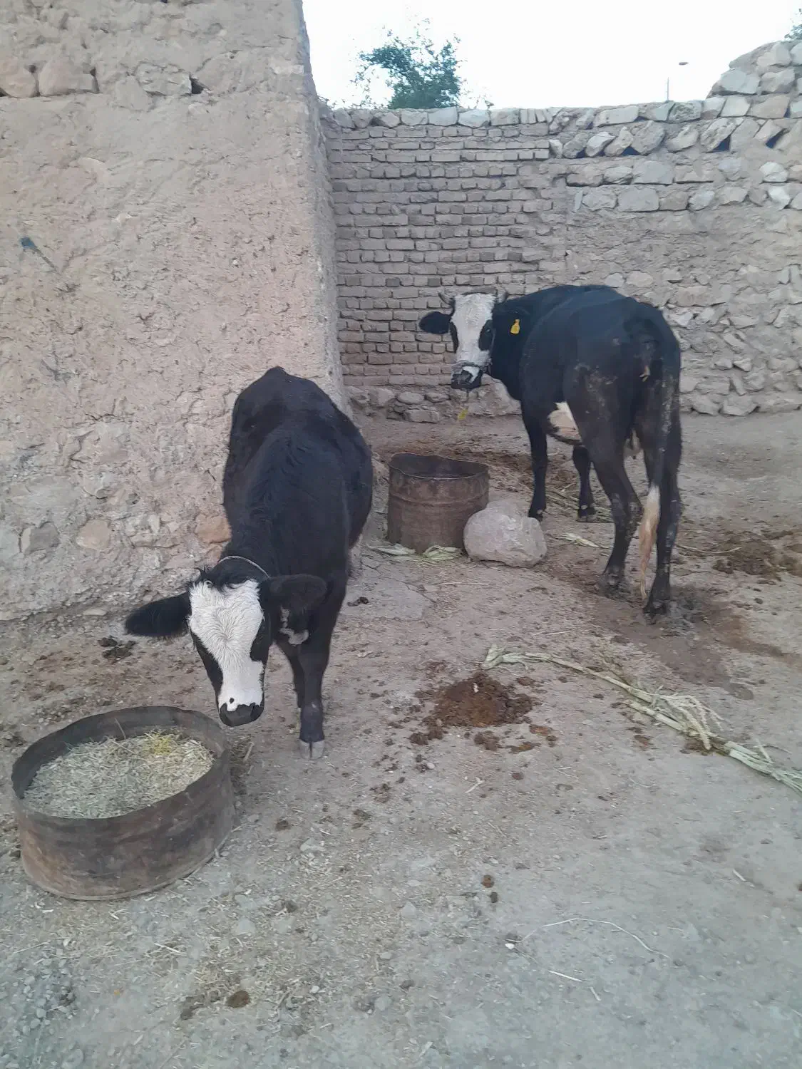 فروشی|حیوانات مزرعه|پلدختر, |دیوار