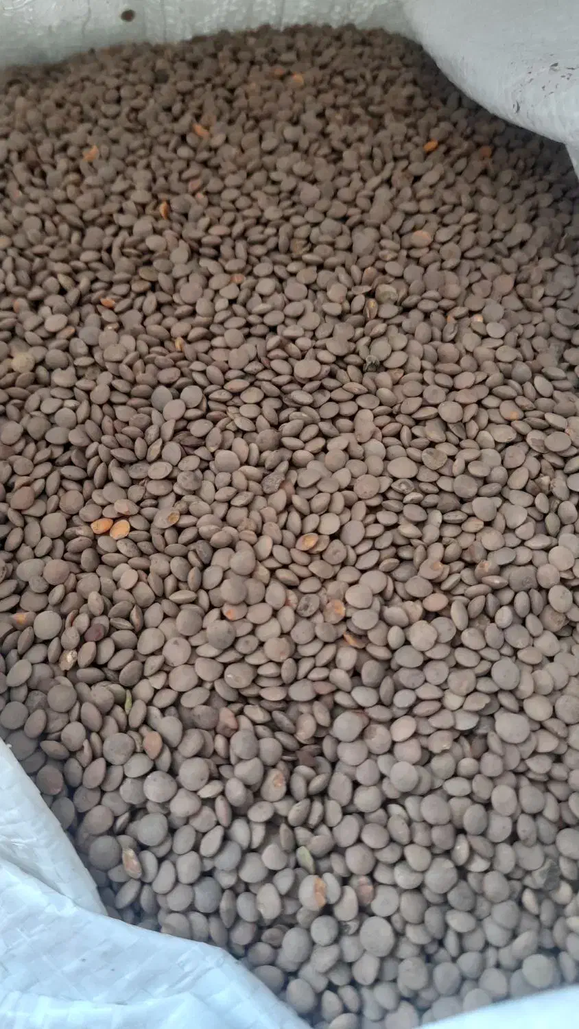 لوبیا خوش پخت|خوردنی و آشامیدنی|کوهدشت, |دیوار