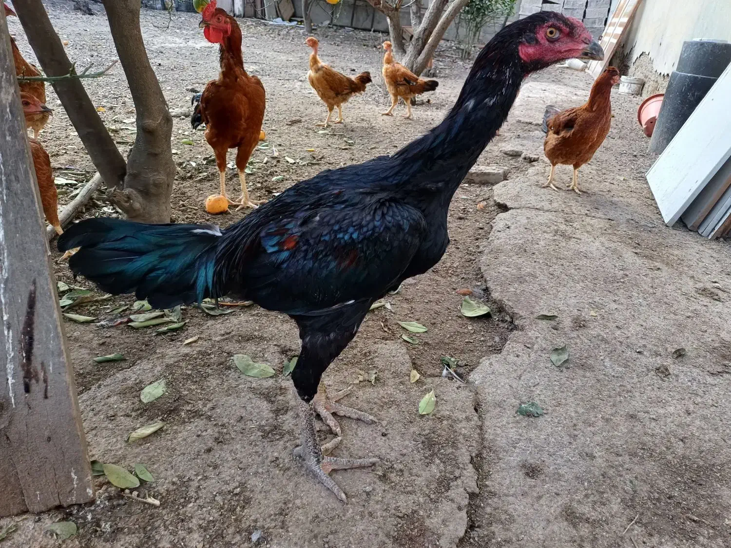 خروس لاری|حیوانات مزرعه|گنبد کاووس, |دیوار