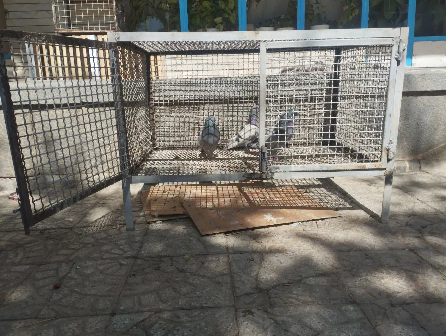 قفس.کبوتر.جفت کن محکم و عمری|پرنده|بروجن, |دیوار