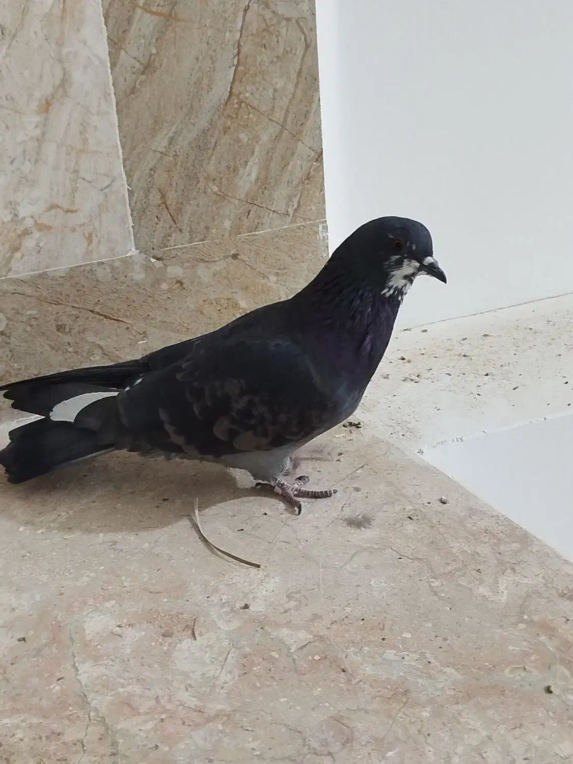 کبوتر پرشی|پرنده|ایرانشهر, |دیوار