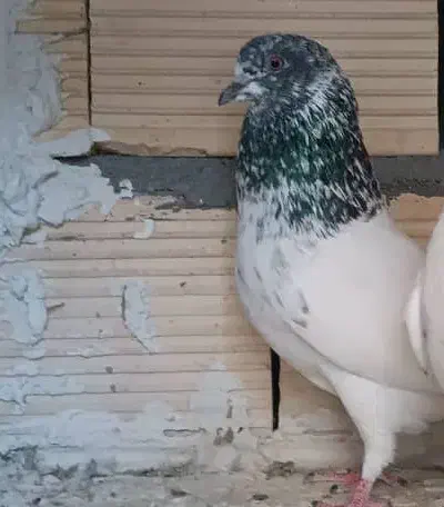 کبوتر|پرنده|اصفهان, گرکان|دیوار