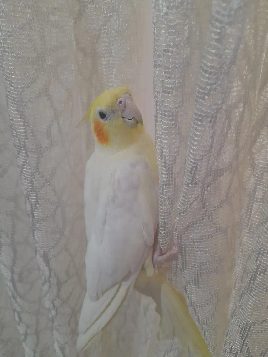 عروس هلندی دستی|پرنده|مشهد, شهید قربانی|دیوار