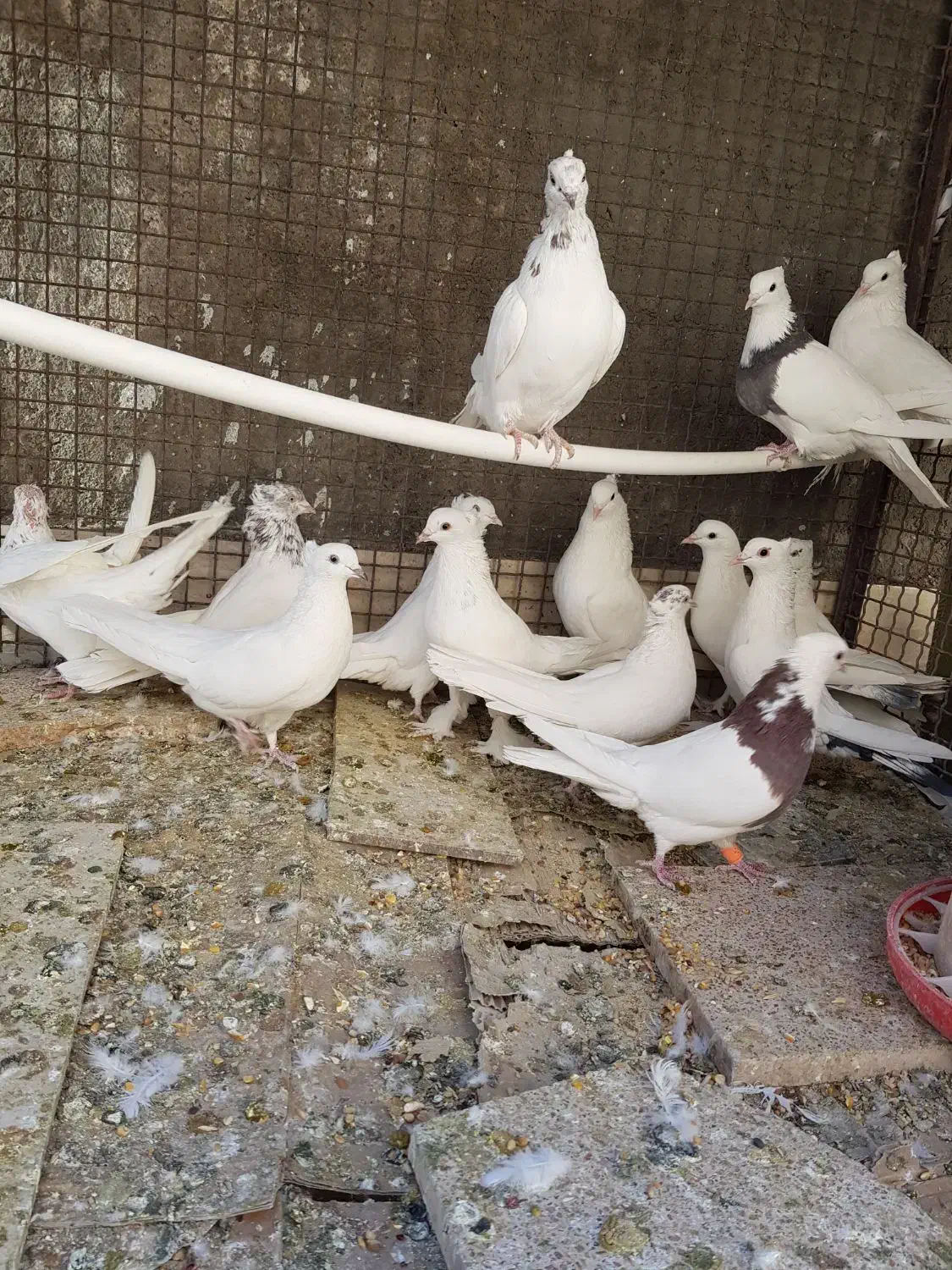 فروش ۱۴ عدد کفتر دانه ای ۴۰۰ هزار تومان|پرنده|بم, |دیوار