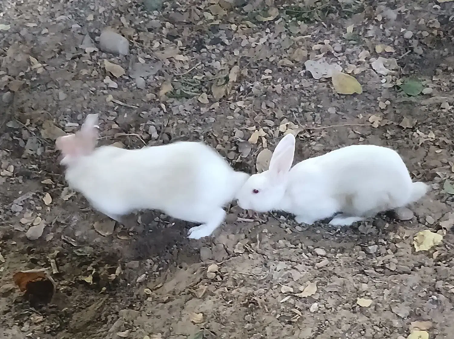 یک جفت خرگوش|موش و خرگوش|شوشتر, |دیوار