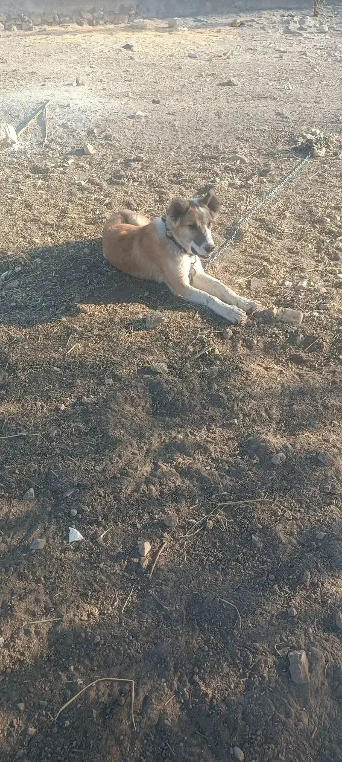 سگ سرابی|سگ|بهبهان, |دیوار