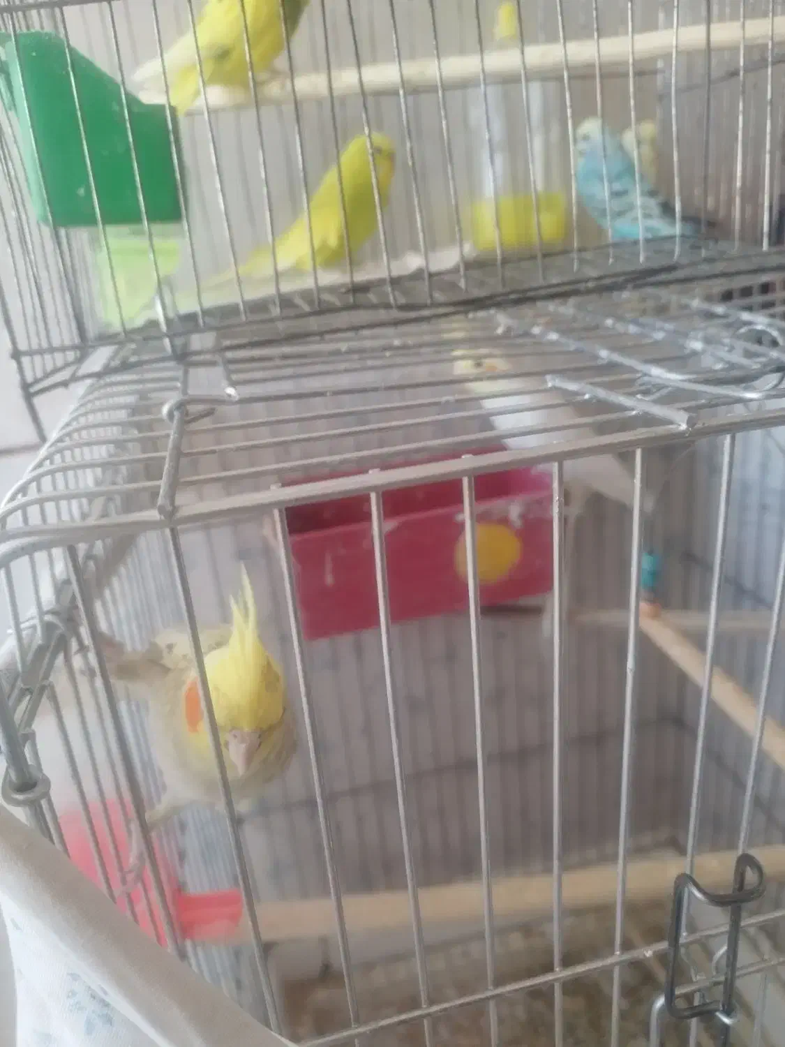 فروش چند پرنده توافقی عروس هلندی یه جفت مرغ عشق|پرنده|خبر, |دیوار