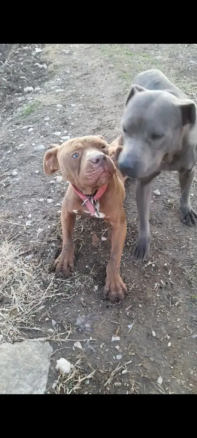 سگ گمشده|حیوانات|سرپل ذهاب, |دیوار