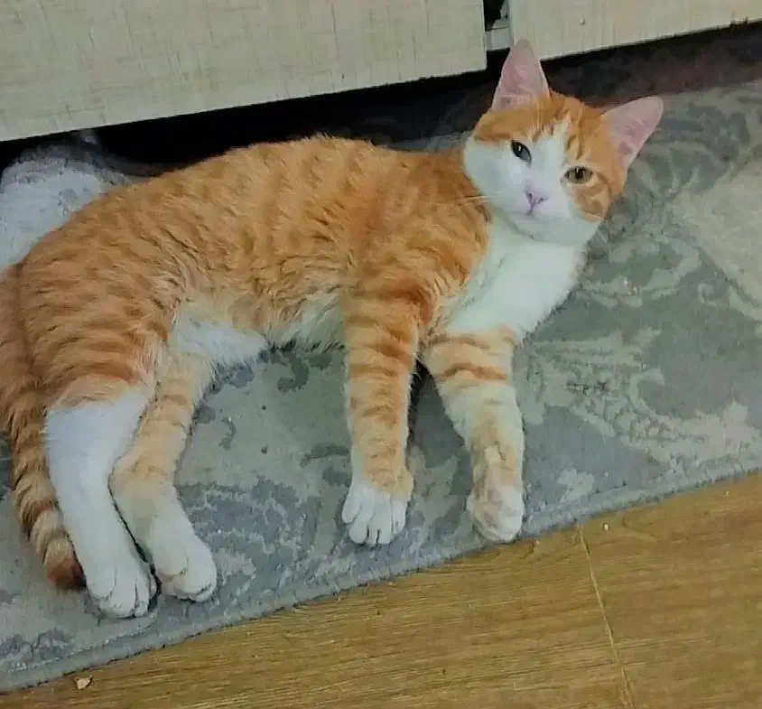 واگذاری گربه چهارماهه|گربه|ارومیه, |دیوار